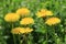 Blooming dandelions in the flood of fresh green grass