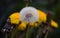 Blooming dandelions on the meadow