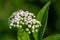 Blooming danewort dwarf elderberry or elderwort, Sambucus ebulus, close-up, selective focus