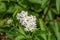 Blooming danewort dwarf elderberry or elderwort, Sambucus ebulus, close-up, selective focus
