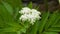 Blooming danewort, dwarf elderberry or elderwort, Sambucus ebulus, close-up, selective focus, shallow DOF