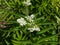 Blooming danewort, dwarf elderberry or elderwort, Sambucus ebulus, close-up, selective focus, shallow DOF