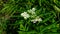 Blooming danewort, dwarf elderberry or elderwort, Sambucus ebulus, close-up, selective focus, shallow DOF