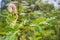 Blooming of dangerous toxic plant Heracleum. Also known as Giant Hogweed or Cow Parsnip