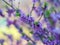 Blooming daphne mezereum . Beautiful mezereon blossoms in spring. Branch with purple flowers of mezereum, mezereon, spurge laurel