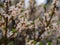 Blooming daphne mezereum . Beautiful mezereon blossoms in spring. Branch with white flowers of mezereum, mezereon, spurge laurel