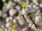 Blooming daphne mezereum . Beautiful mezereon blossoms in spring. Branch with white flowers of mezereum, mezereon, spurge laurel