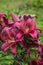 Blooming dark fuschia lilies growing in the garden. Dark pink asian hybrid lily flowers on a green grass background