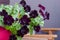 Blooming dark petunia flower with green leaves on the balcony.