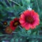 A blooming dark red flower. The flower is purple