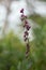 Blooming dark-red helleborine, Epipactis atrorubens