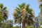 Blooming date palm tree close up. Flowering of the Trachycarpus palm