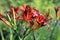 Blooming daylilies - Hemerocallis