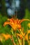 Blooming daylily