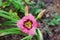 Blooming daylily flowers `Always Afternoon` closeup