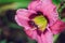 Blooming daylily flowers `Always Afternoon` closeup