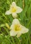 Blooming Daylily Winning Ways   in   garden