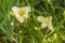 Blooming Daylily Winning Ways   in   garden