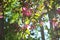 Blooming decorative apple tree. Bright pink flowers in sunny day