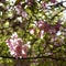 Blooming decorative apple tree. Fragrant pink flowers in sunny day