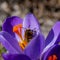 Blooming decorative crocus purple flower and a bee collecting nectar