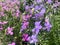 Blooming decorative laurentia or isotome Isotoma