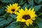 blooming decorative sunflower on the background of green leaves