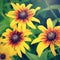 Blooming decorative sunflowers