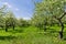 Blooming of decorative white apple trees