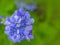 Blooming delicate blue flowers