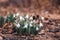 Blooming delicate snowdrop close-up in forest, first spring flowers in last year`s foliage