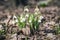 Blooming delicate snowdrop close-up in forest, first spring flowers in last year`s foliage. Selective focus, botanical