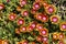 Blooming Delosperma  Fire Spinner, perennial plant , in the summer garden