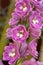 Blooming delphinium close up
