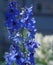 Blooming delphinium in the garden