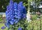 Blooming delphinium in the park