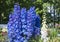 Blooming delphinium in the park