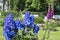 Blooming delphinium in the park
