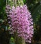 Blooming Dendrobium anosmum