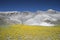 Blooming desert in Capitol Reef