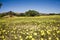 Blooming desert in Namibia