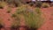 Blooming desert plant in spring against the backdrop of erosional red rocks. Canyonlands National Park is in Utah near Moab