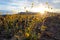 Blooming desert sunflowers (Geraea canescens), Death Valley National Park, USA