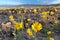 Blooming desert sunflowers (Geraea canescens), Death Valley National Park, USA