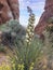 Blooming Desert Yucca - Arches National Park