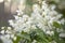 Blooming Deutzia bush