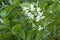 Blooming Deutzia bush in the garden