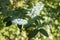 Blooming Deutzia bush in the garden