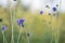 Blooming devil`s-bit scabious, Succisa pratensis