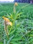 Blooming dewy yellow flowers in a morning of tropicl garden